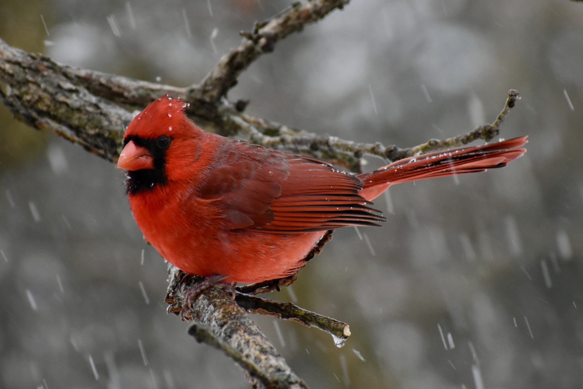 Northern Cardinal – batsandgeese.com